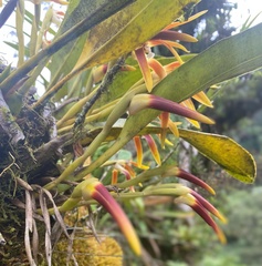Maxillaria luteograndiflora