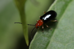 Isotes