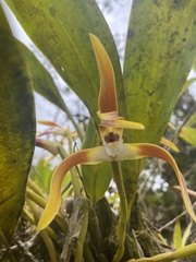 Maxillaria luteograndiflora
