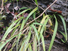 Brachypodium sylvaticum