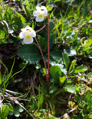 Pinguicula alpina