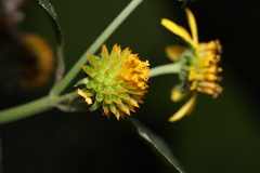 Tilesia baccata