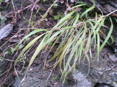 Brachypodium sylvaticum