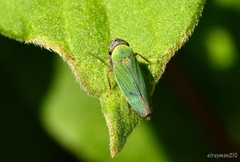 Chlorogonalia losoplanensis