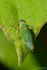 Chlorogonalia losoplanensis