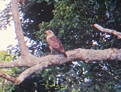 Circaetus cinerascens