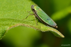 Chlorogonalia losoplanensis