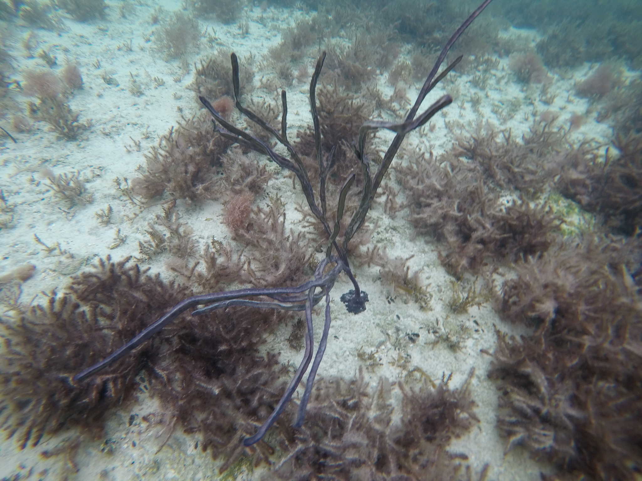 Pterogorgia anceps (Pallas, 1766)