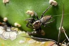 Phidippus cerberus
