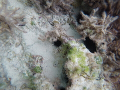 Echinometra lucunter