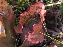 Sarracenia purpurea venosa