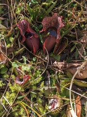 Sarracenia purpurea venosa