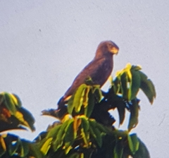 Circaetus cinerascens