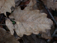 Quercus petraea