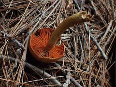 Dermocybe