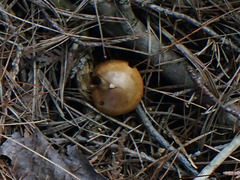 Dermocybe