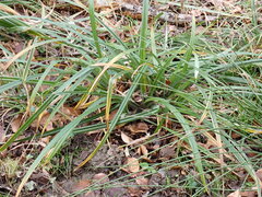 Carex agastachys