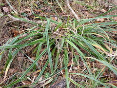 Carex agastachys