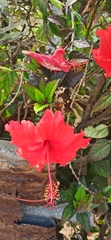 Hibiscus × archeri