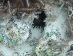 Echinometra lucunter