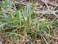 Carex agastachys