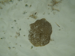 Pseudodiploria clivosa