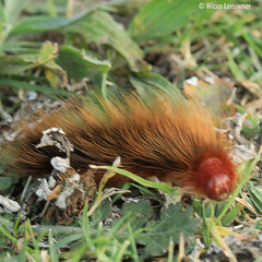 Phyllalia patens