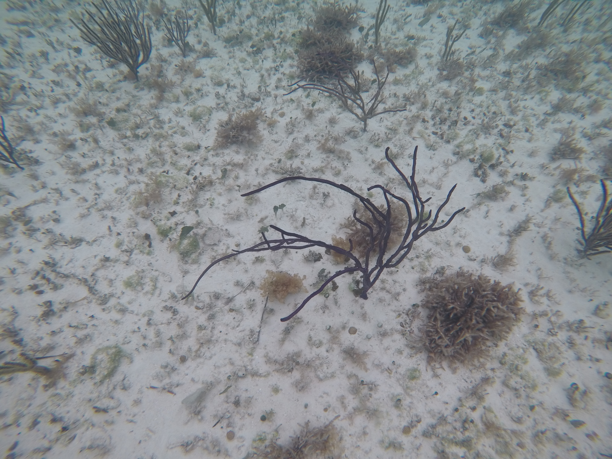 Pterogorgia anceps (Pallas, 1766)