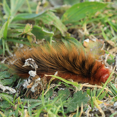 Phyllalia patens