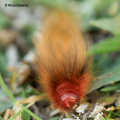 Phyllalia patens