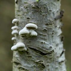 Schizophyllum commune