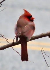 Cardinalis cardinalis