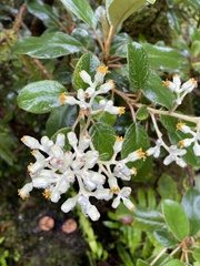 Brachyglottis elaeagnifolia