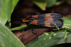 Dycladia