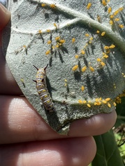 Danaus