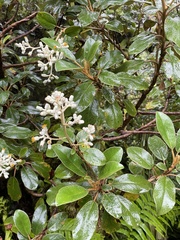 Brachyglottis elaeagnifolia