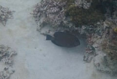 Acanthurus chirurgus