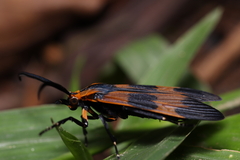 Dycladia