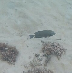 Acanthurus chirurgus