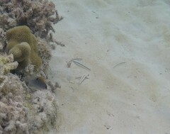 Halichoeres bivittatus