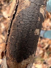 Diatrype decorticata