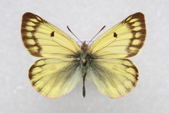 Colias ladakensis
