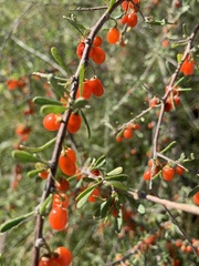 Lycium berlandieri