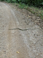 Chironius bicarinatus