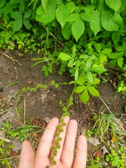 Agrimonia gryposepala