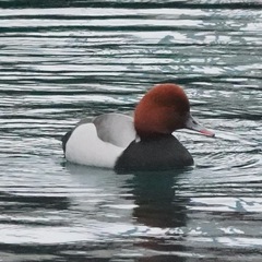 Netta rufina × Aythya ferina