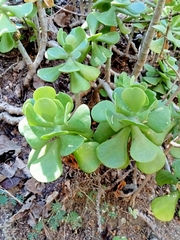 Sedum alexanderi