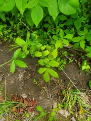 Agrimonia gryposepala