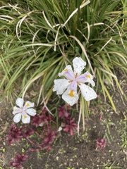 Dietes grandiflora