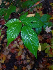 Rubus canadensis